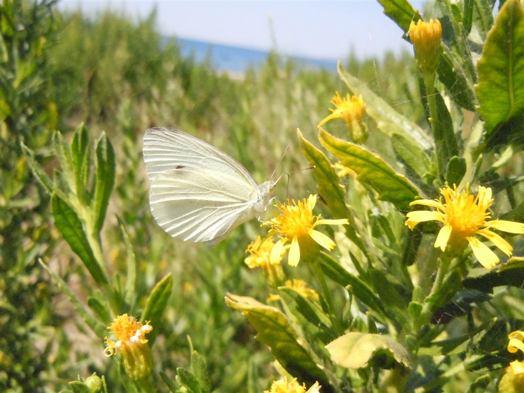 Pieris vissuta